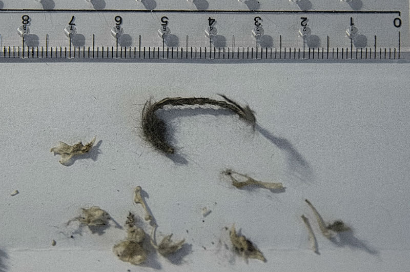 Braakbal vogel onbekend